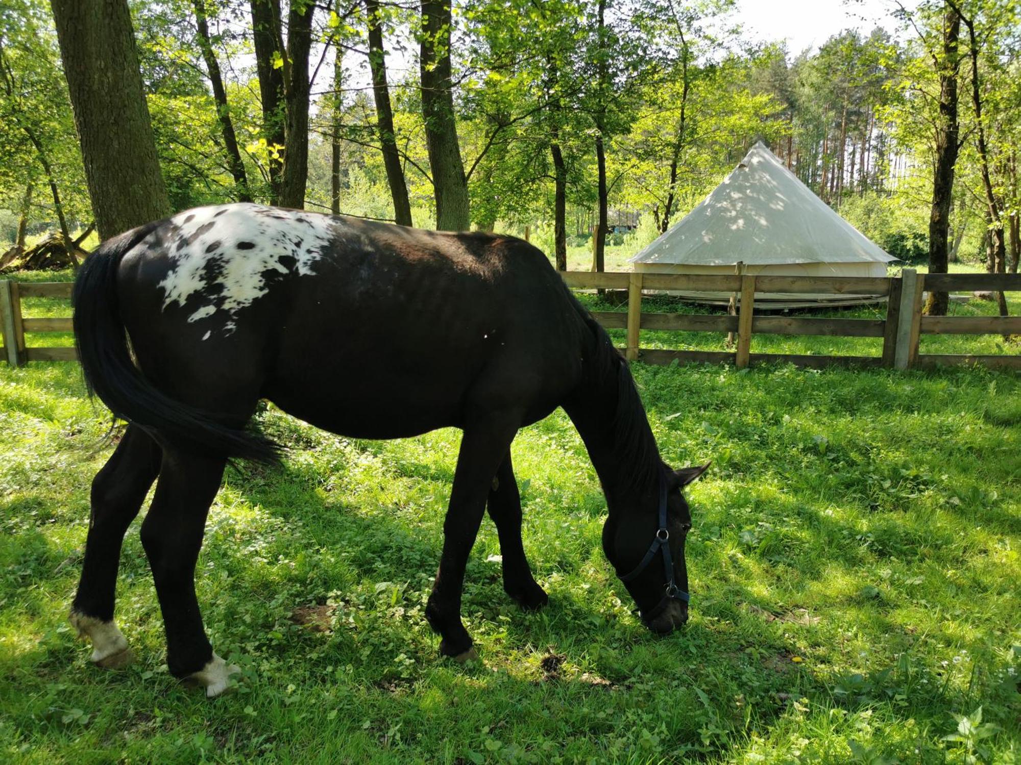 Łochów Glamping Kaliska酒店 外观 照片